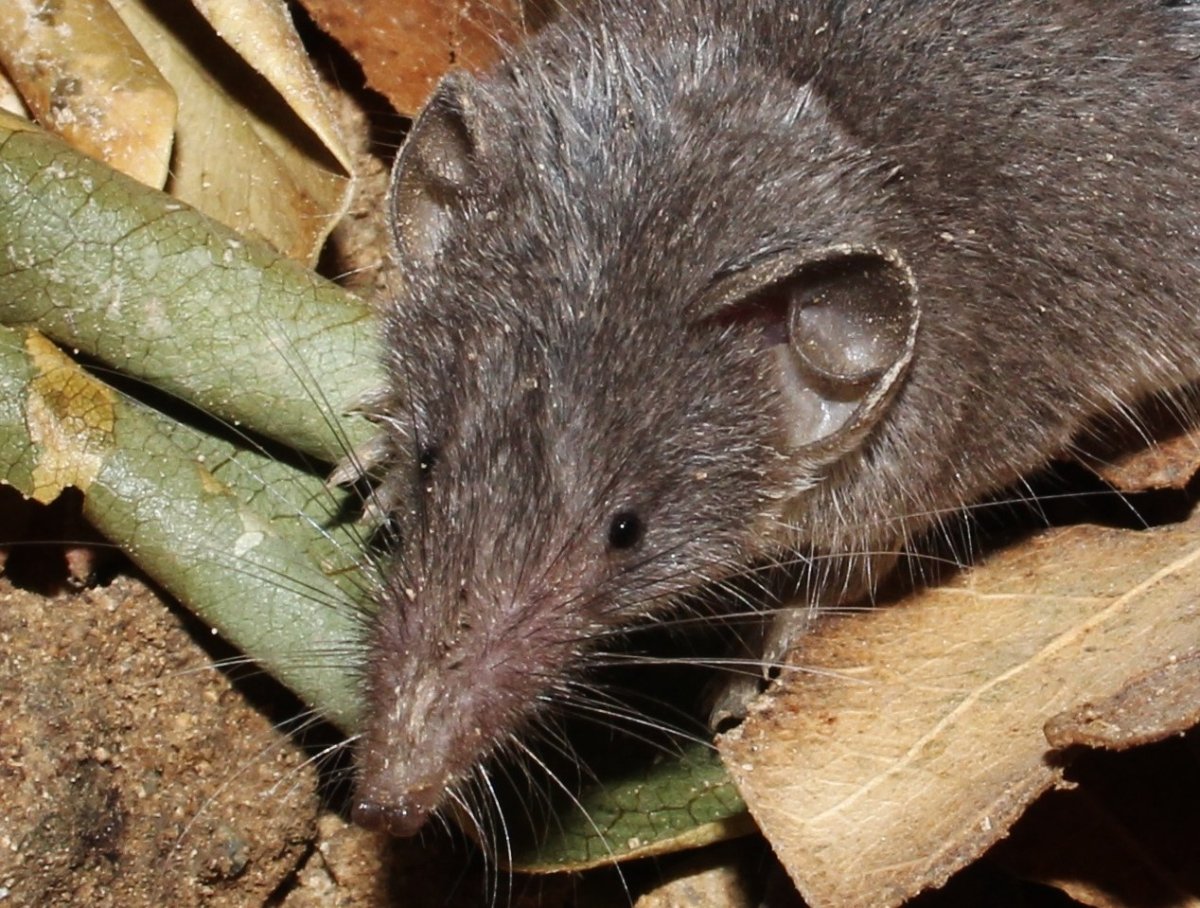 Белозубка бейтса