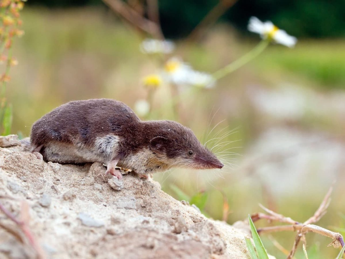 Гигантская белозубка