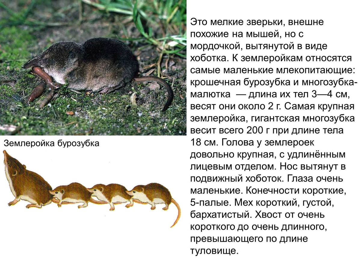 Бурозубка крошечная (Sorex minutissimus)