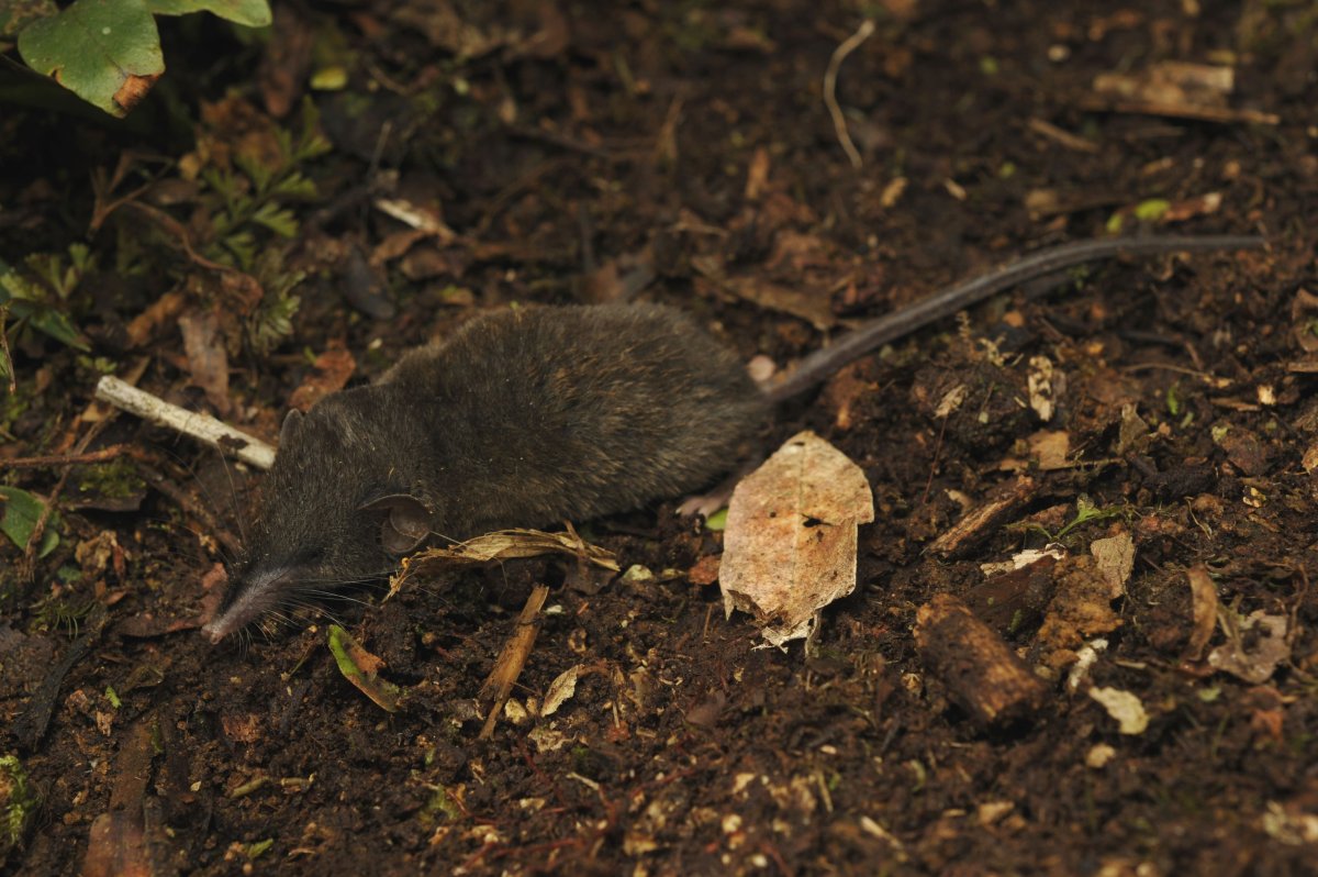 Балесская белозубка Crocidura bottegoides