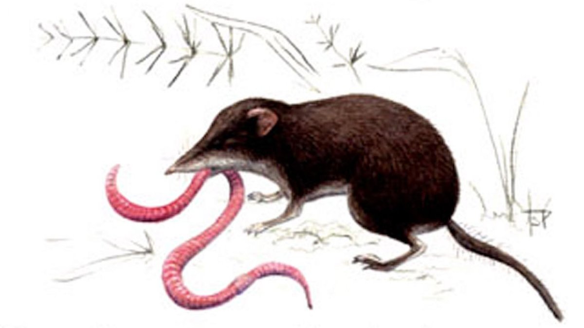 Пиренейская выхухоль