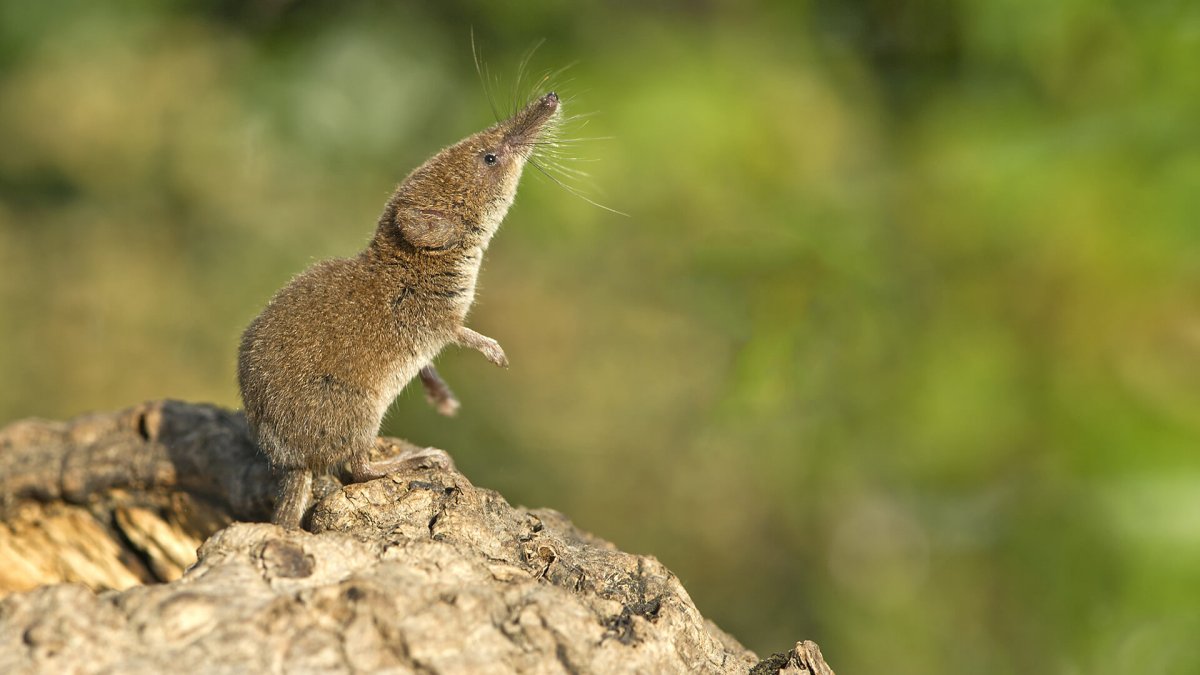 Землепойка микрозубка