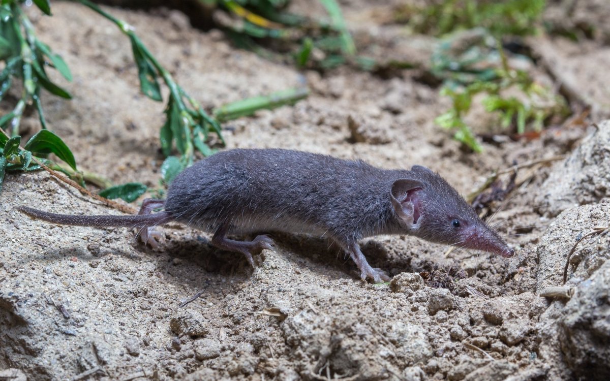 Малая белозубка