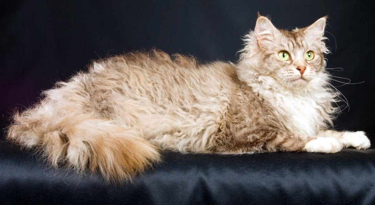 Селкирк рекс кошка