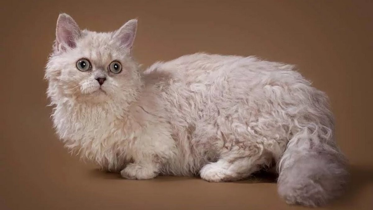 Селкирк рекс длинношерстный