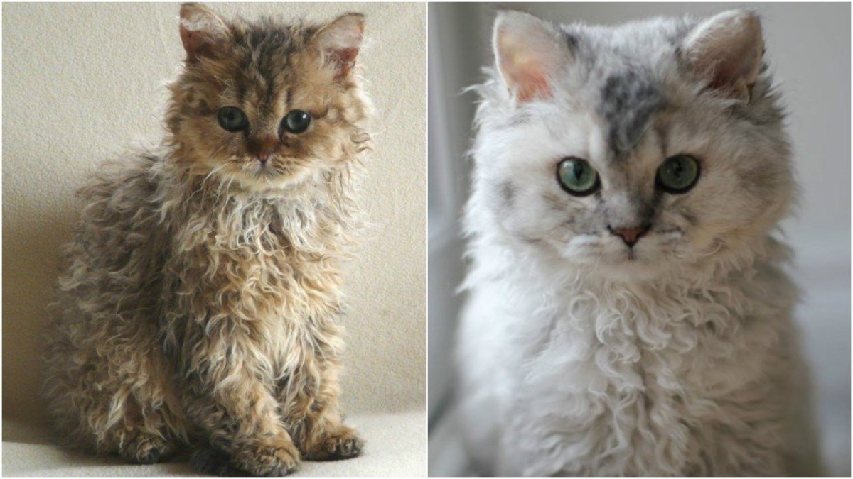 Порода Селкирк рекс