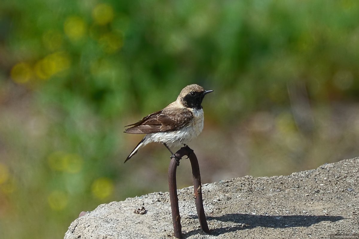 Пернатые Армении
