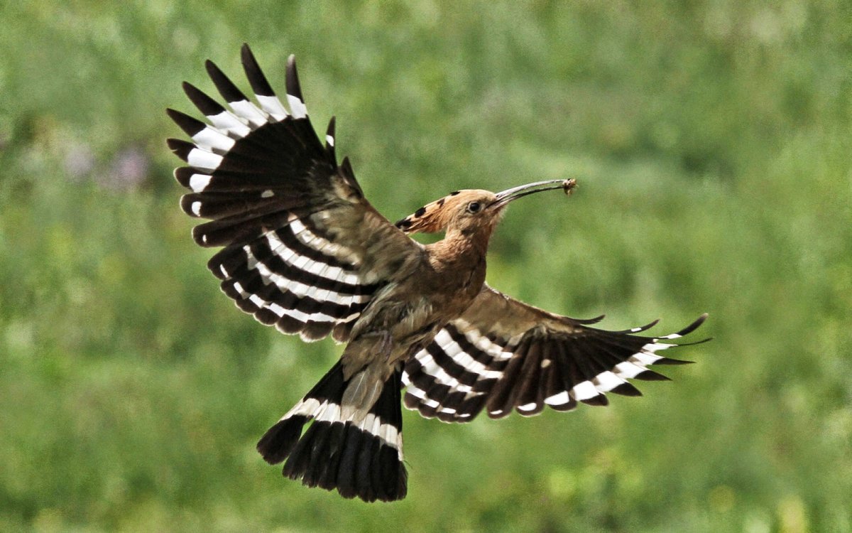 Дикие птицы Армении