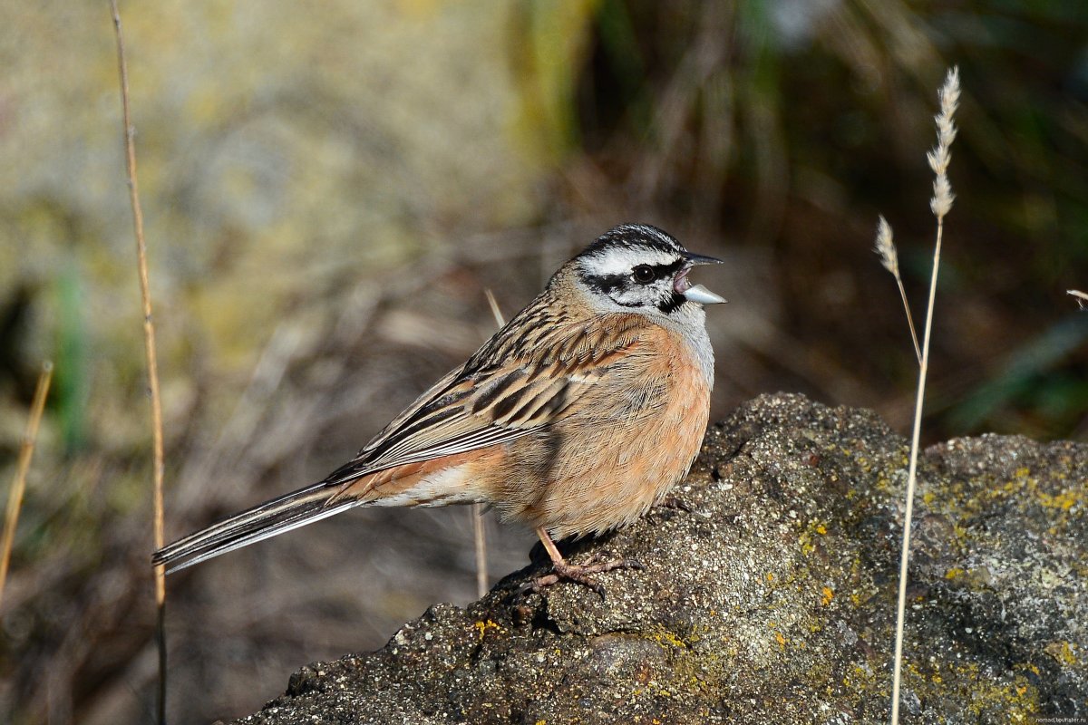 Горная овсянка птица