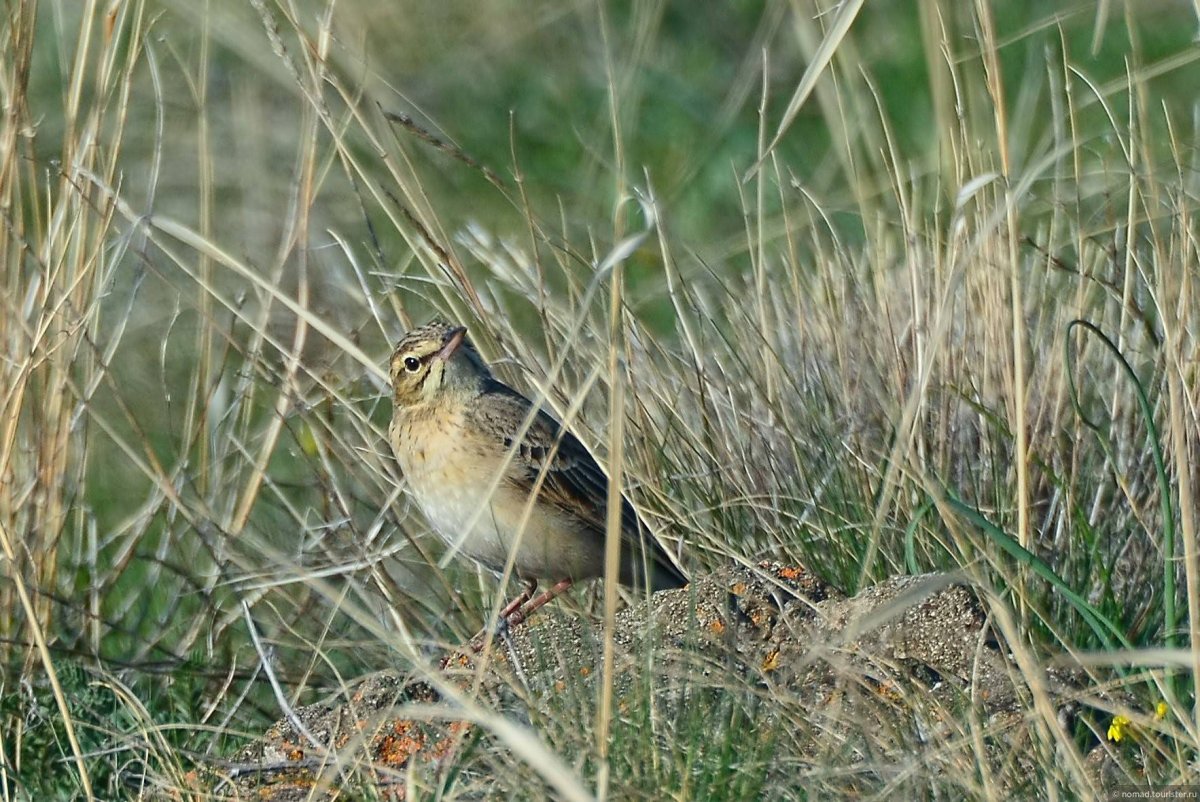 Певчие птицы Армении