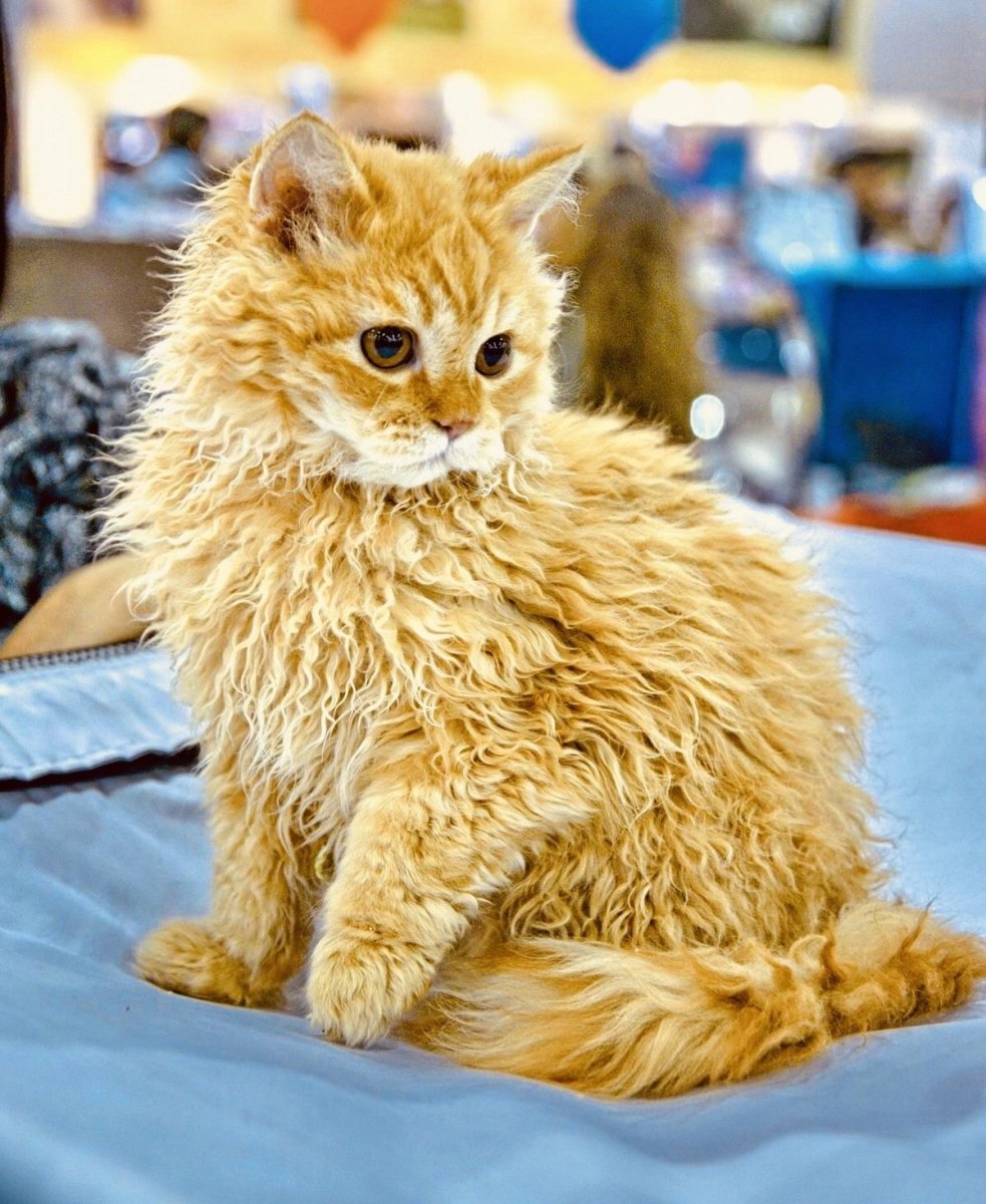 Селкирк рекс котята