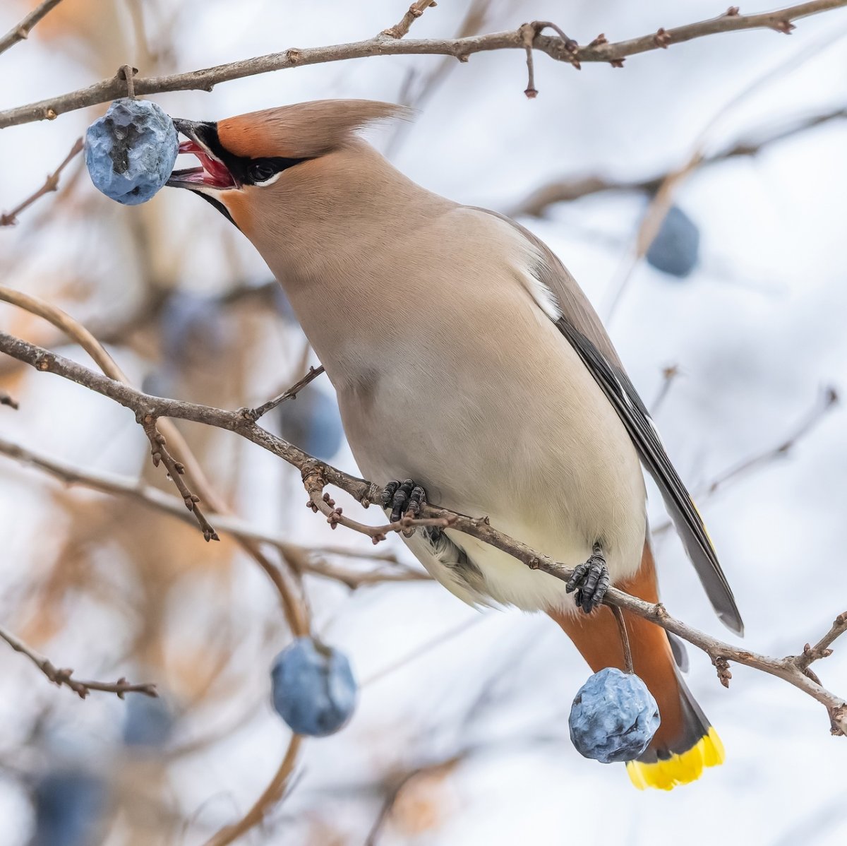 Свиристель