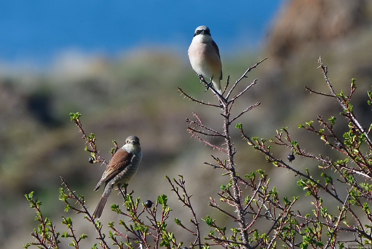 Городские птицы в Армении