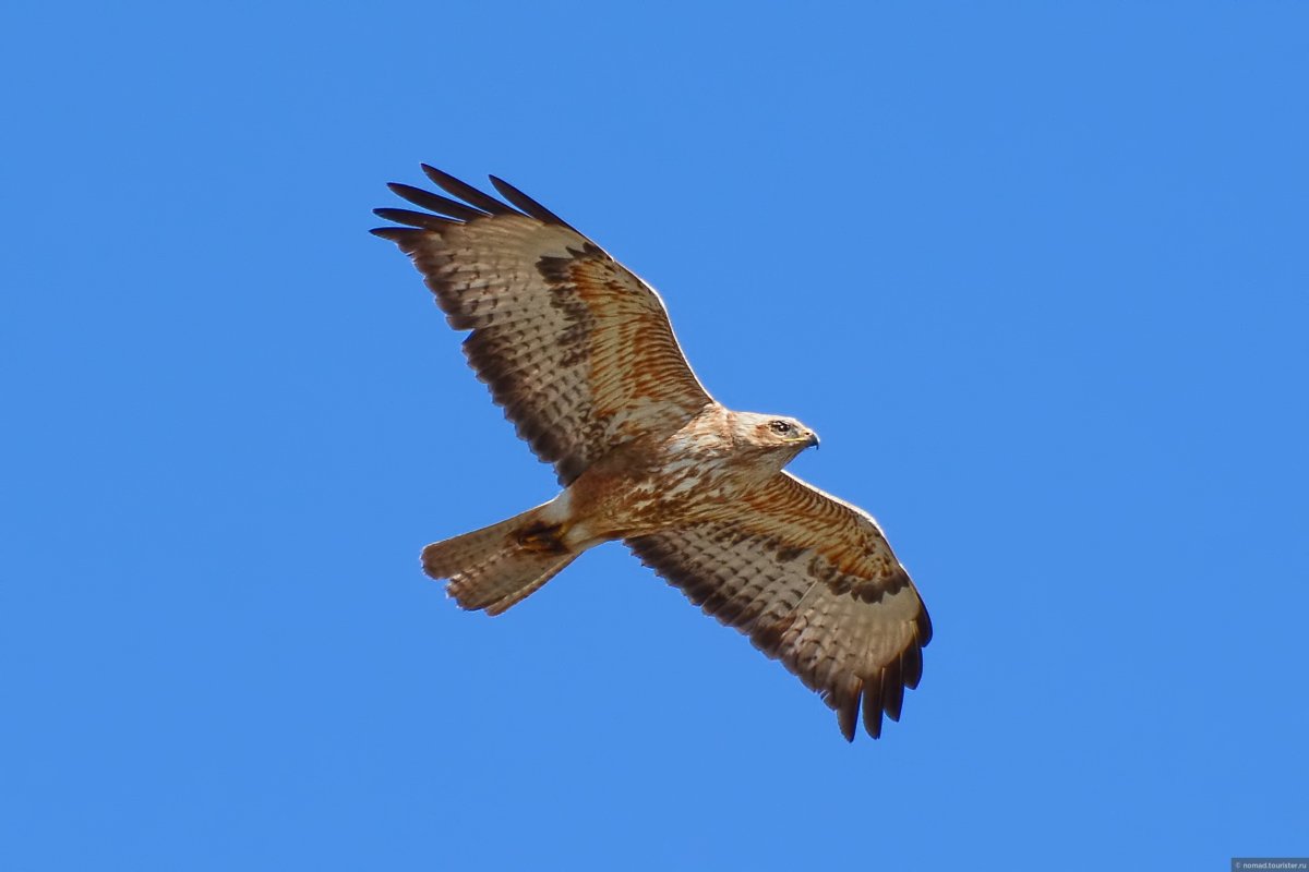 Хищные птицы Армении