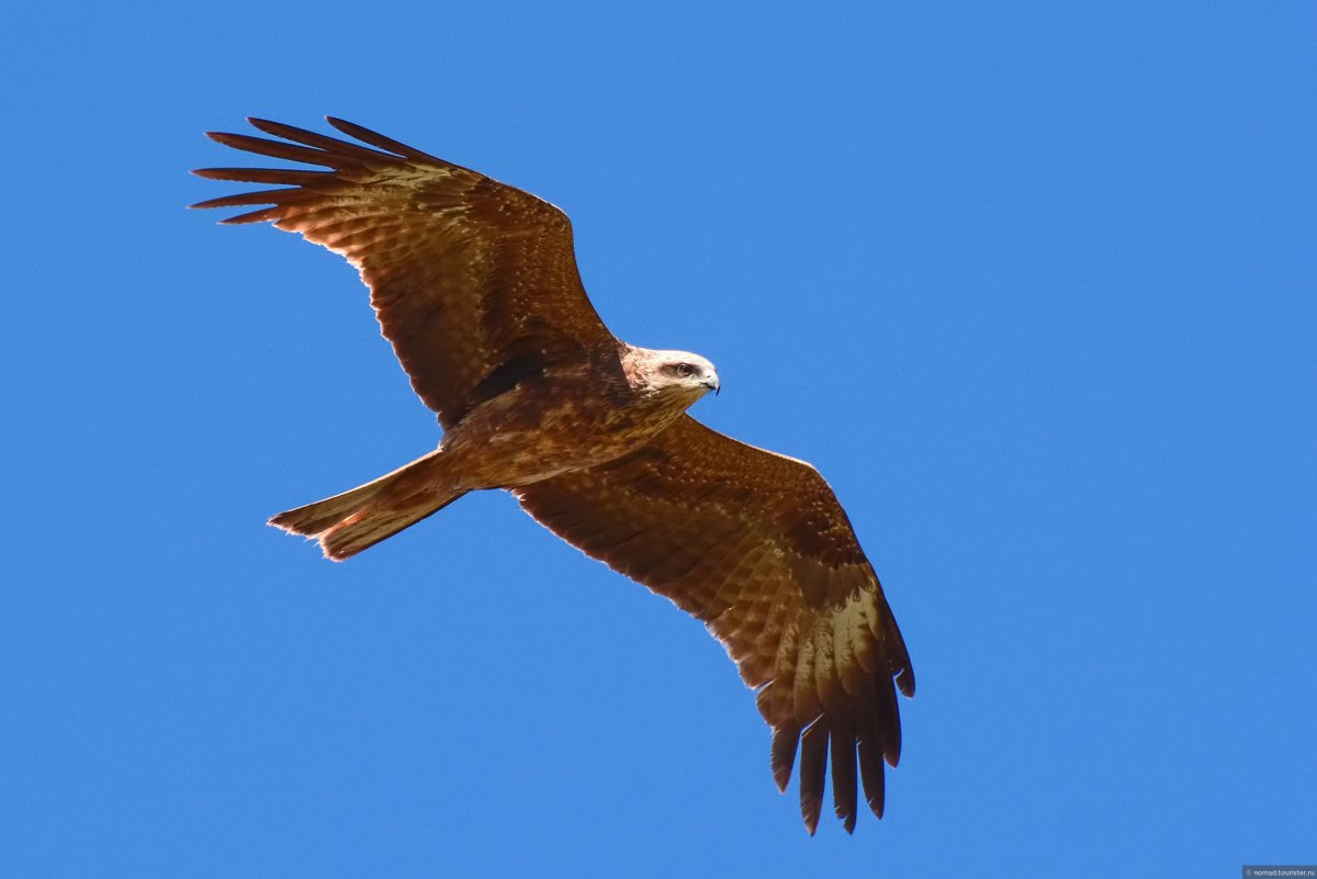 Птицы Армении