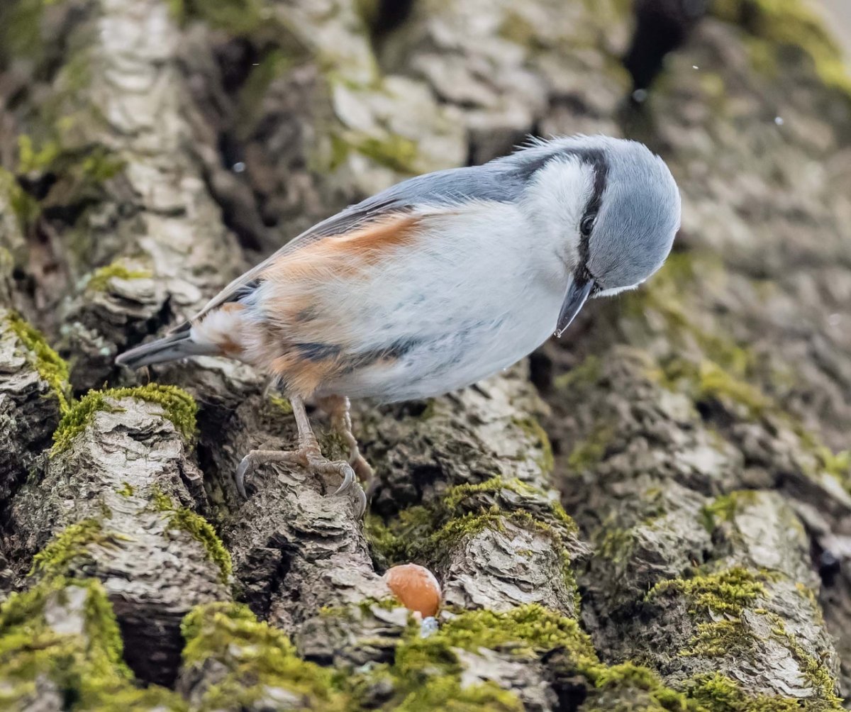 Птица Сойка Сибирская