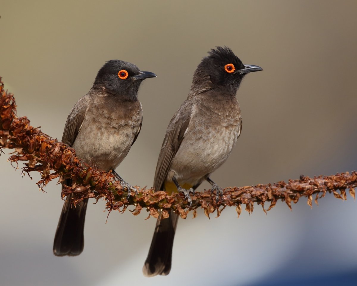 Международный день птиц 2023 картинки