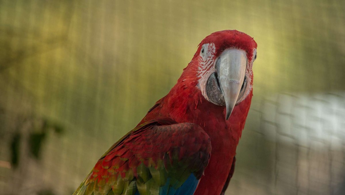 Птицы Армении