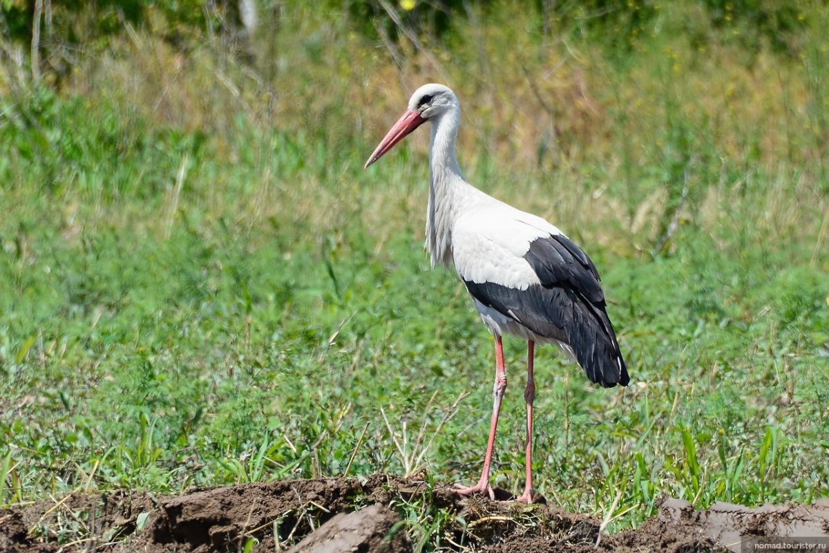 Птицы Армении