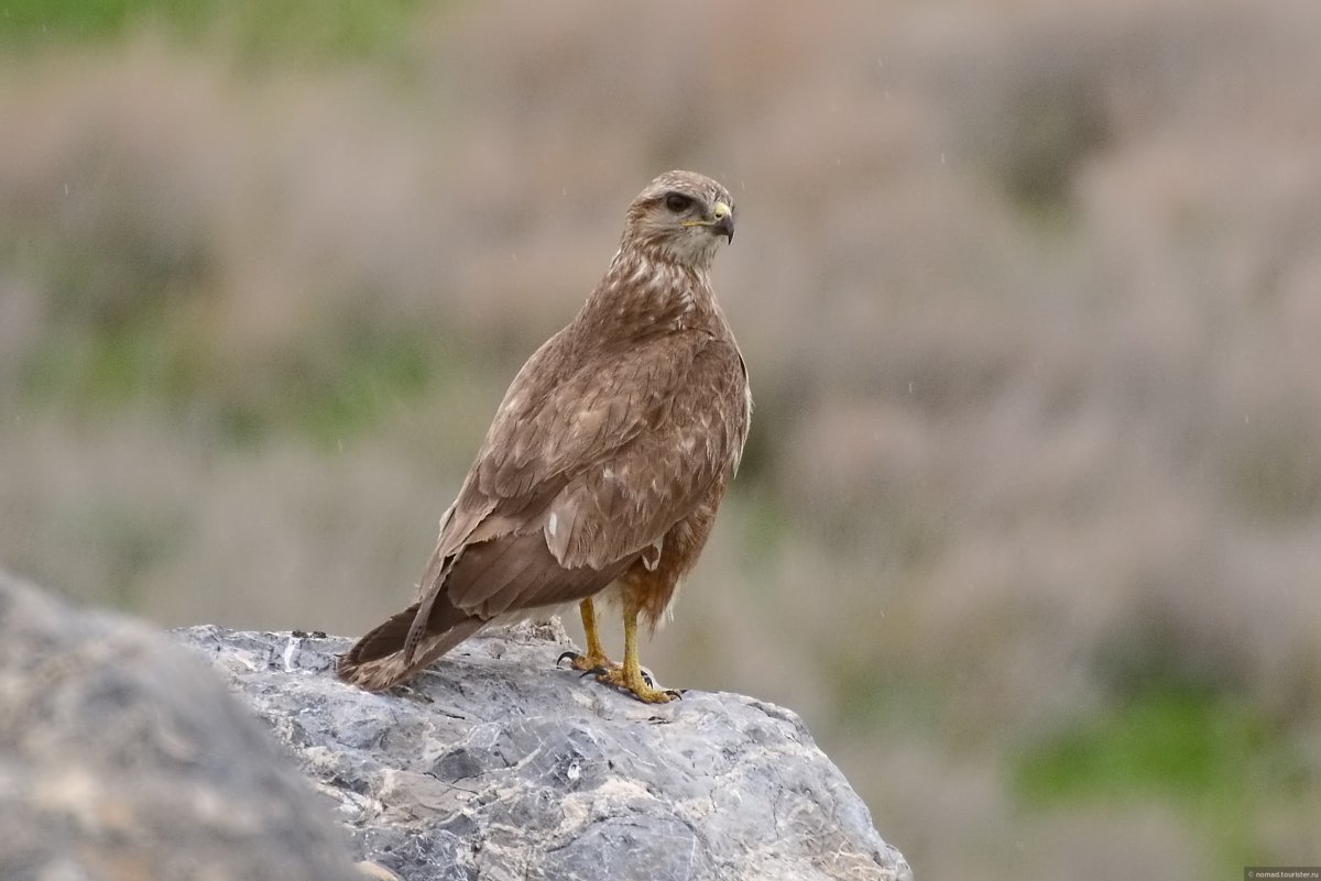 Ястреб Армения