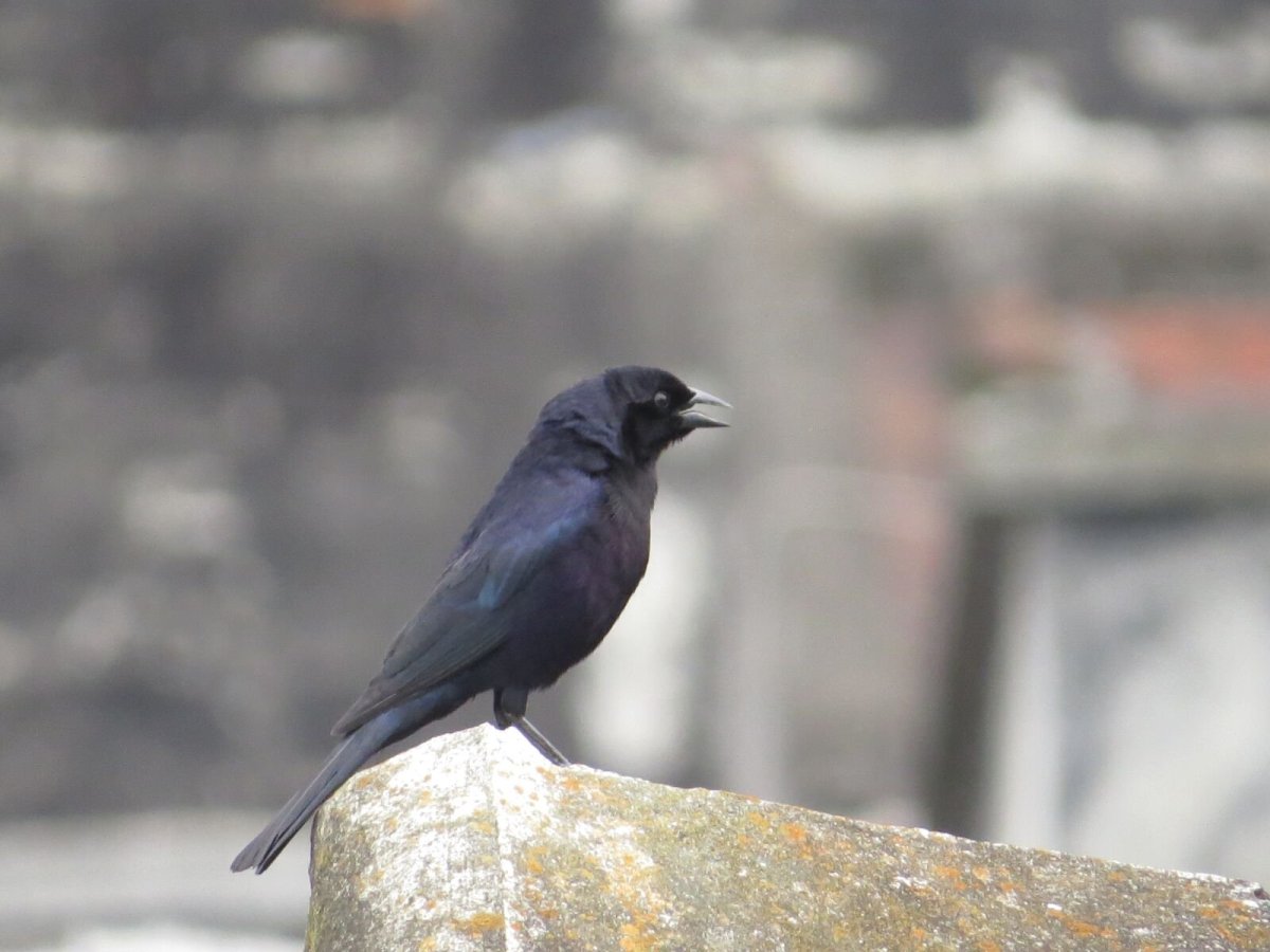 Птицы Армении