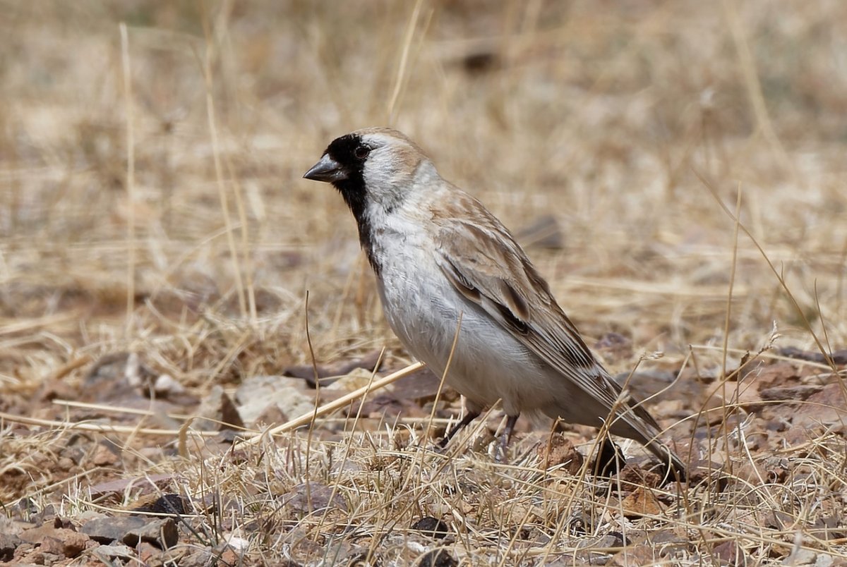 Даурский заповедник монгольские земляные воробьи