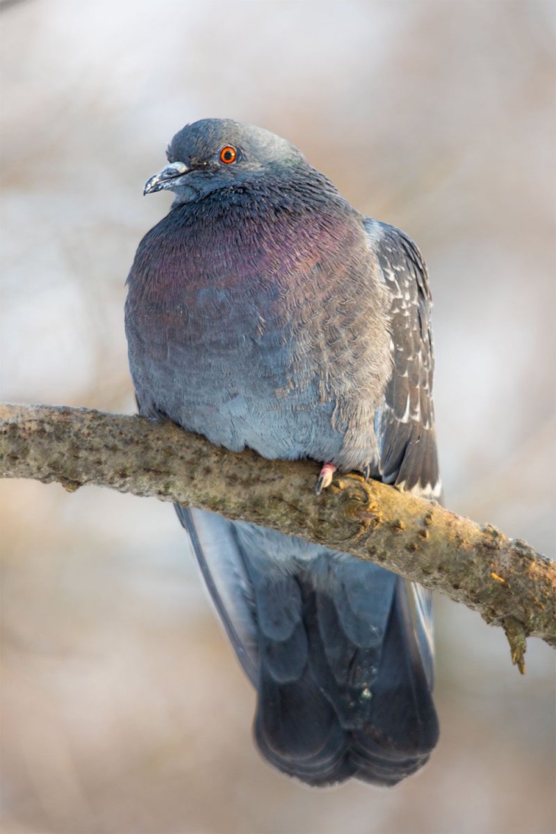 Сизый голубь
