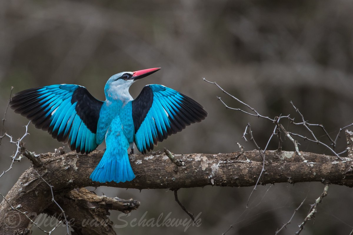 Буроголовая Альциона