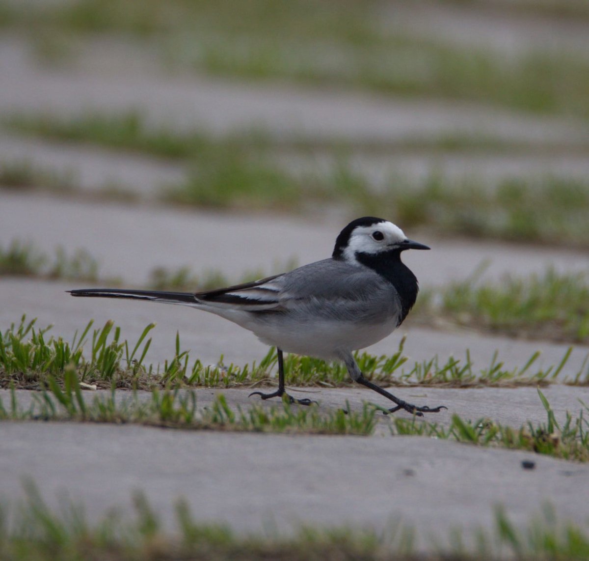 Трясогузка Латвия