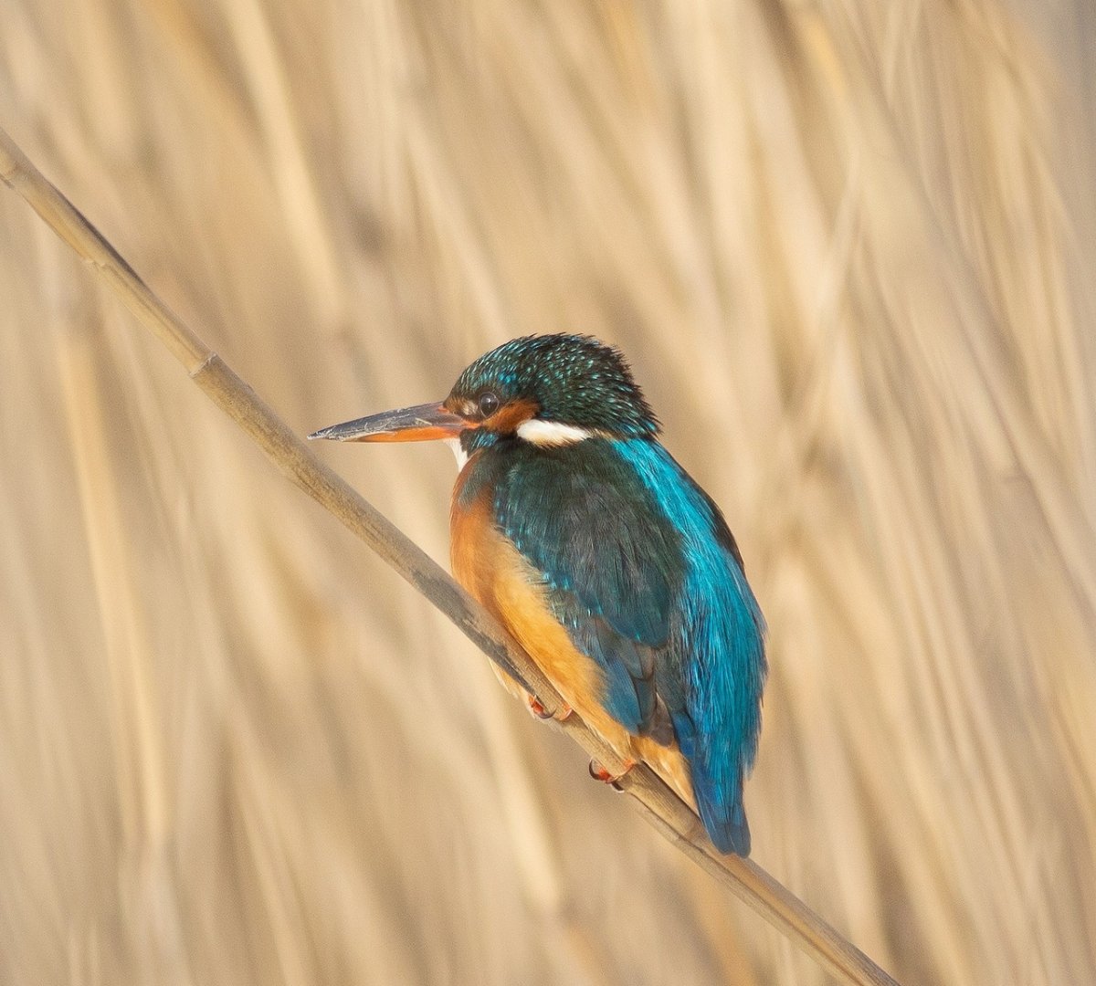 Короткопалый ястреб