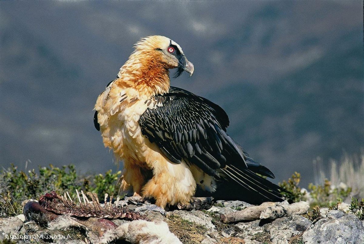 Бородач (Gypaetus barbatus)