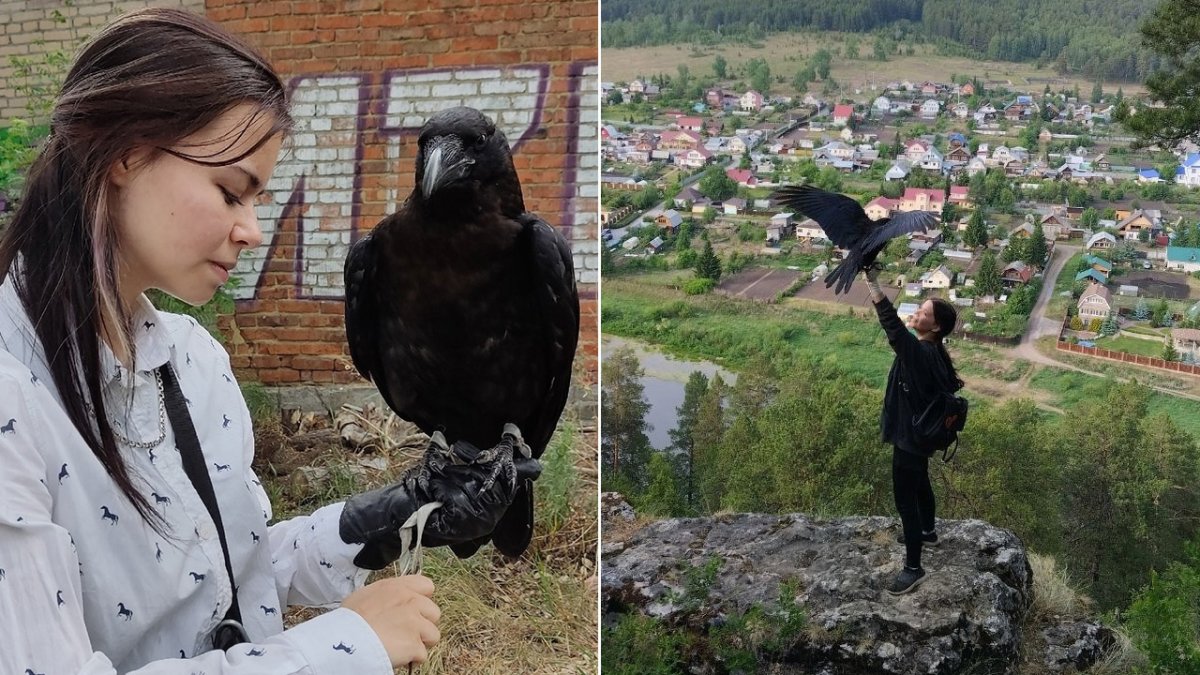 Ворон птица