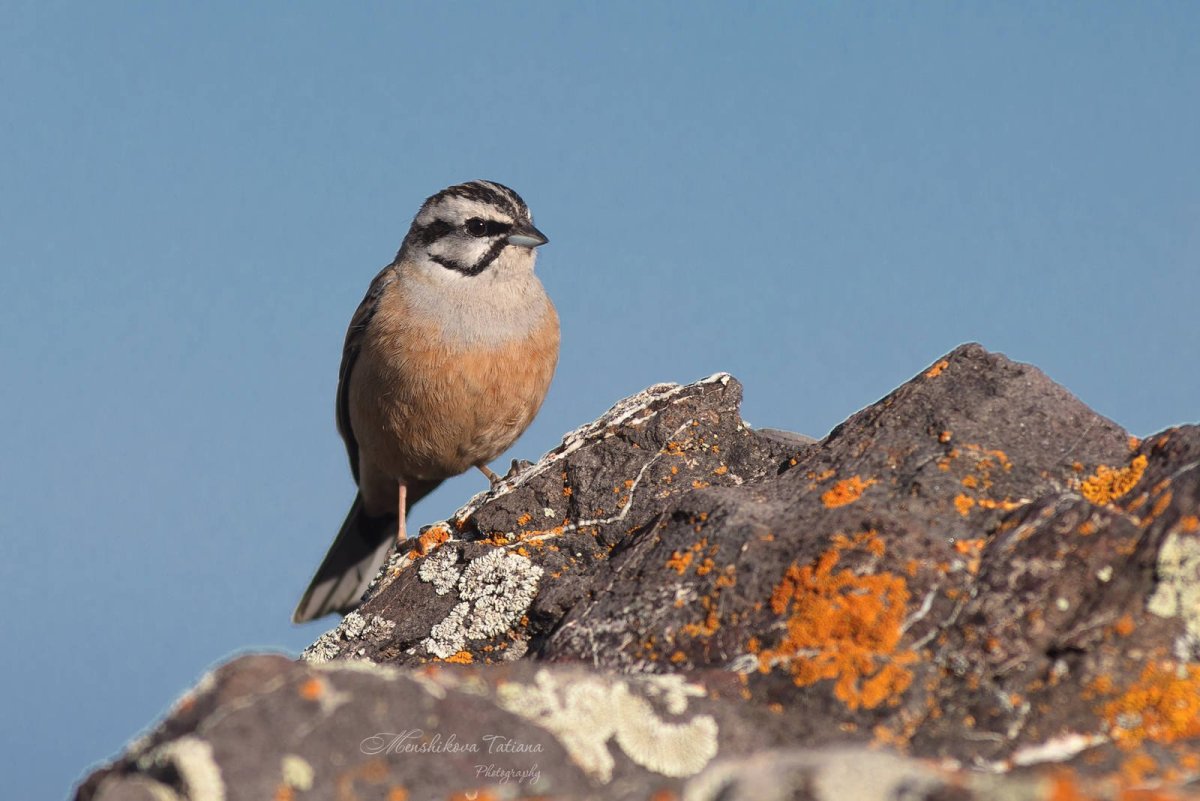 Горная овсянка