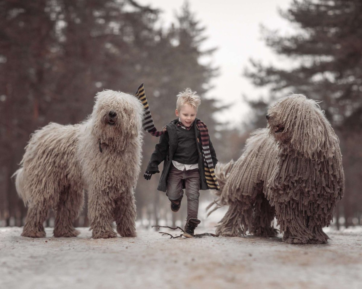 Комондор или венгерская овчарка