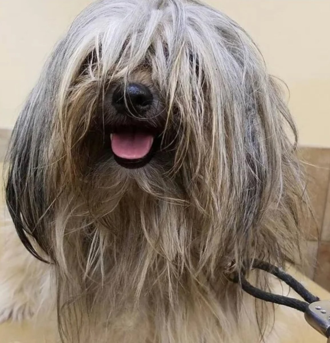 Собака парикмахер