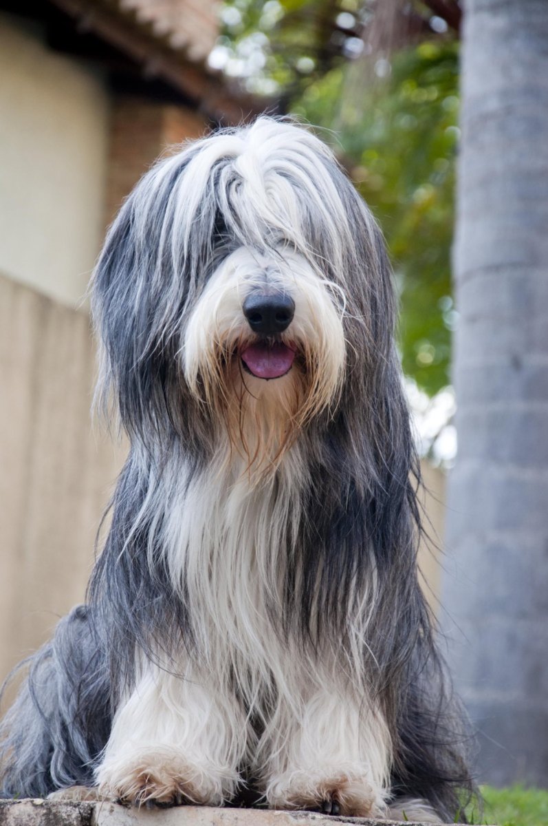 Порода бородатый колли