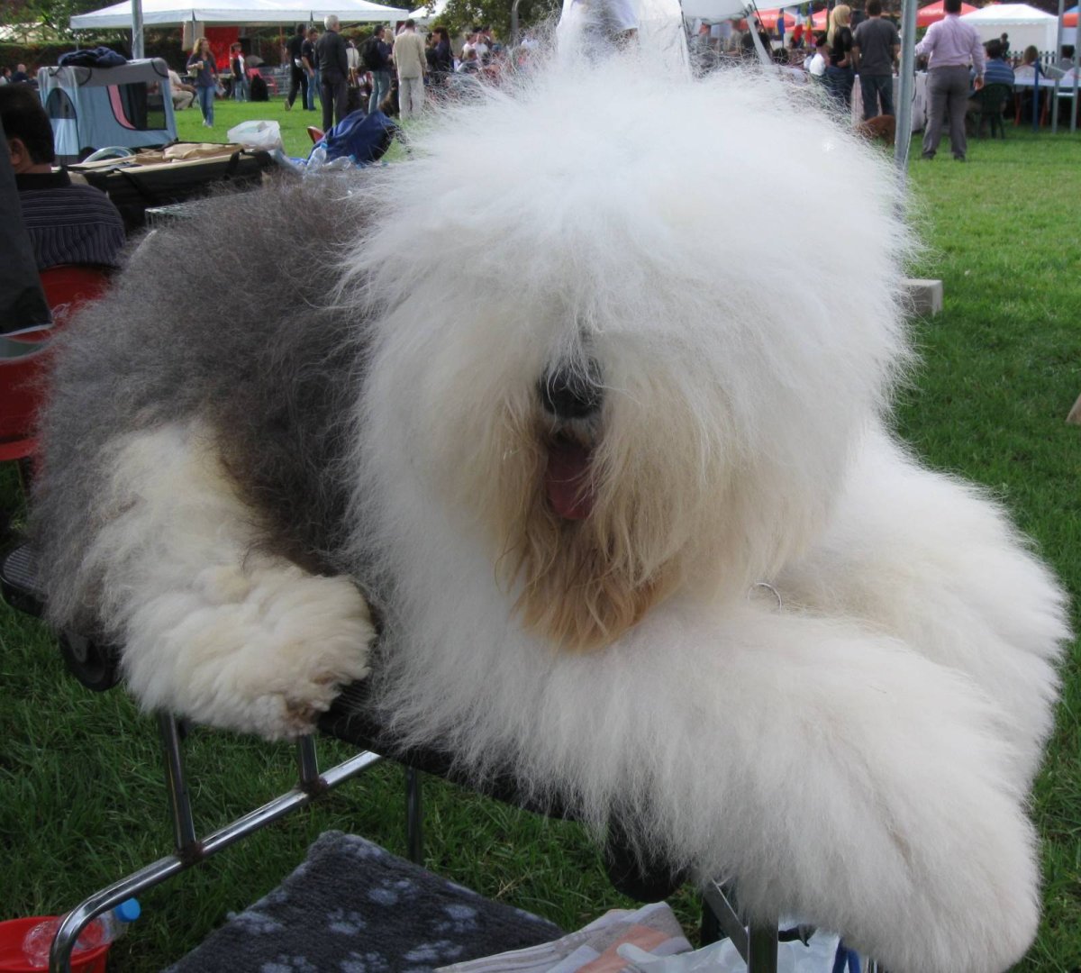 Бобтейл Командор бобтейл Командор