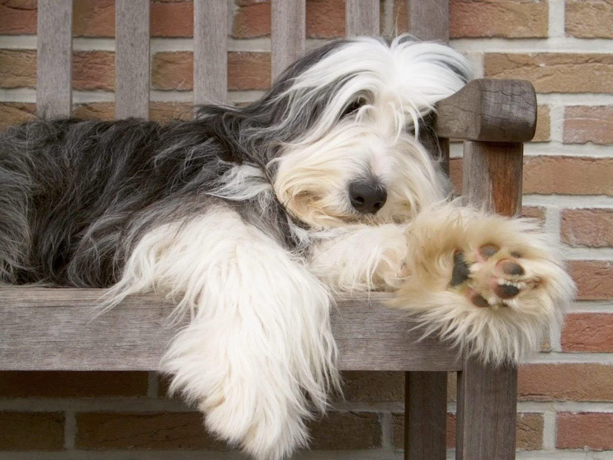 Бородатый колли