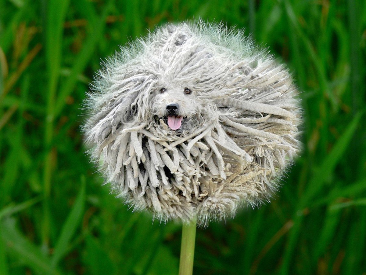 Пули собака и Командор