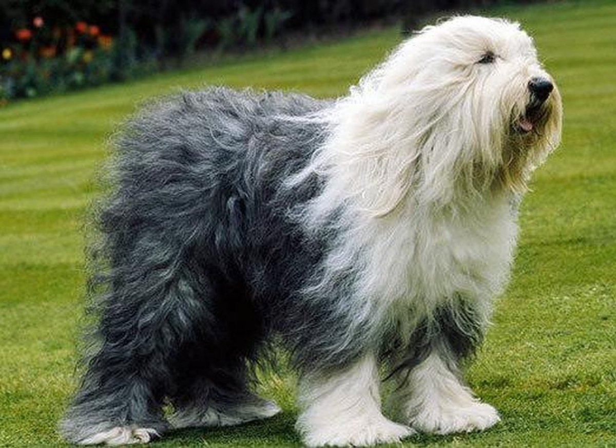 Шотландская пастушья овчарка