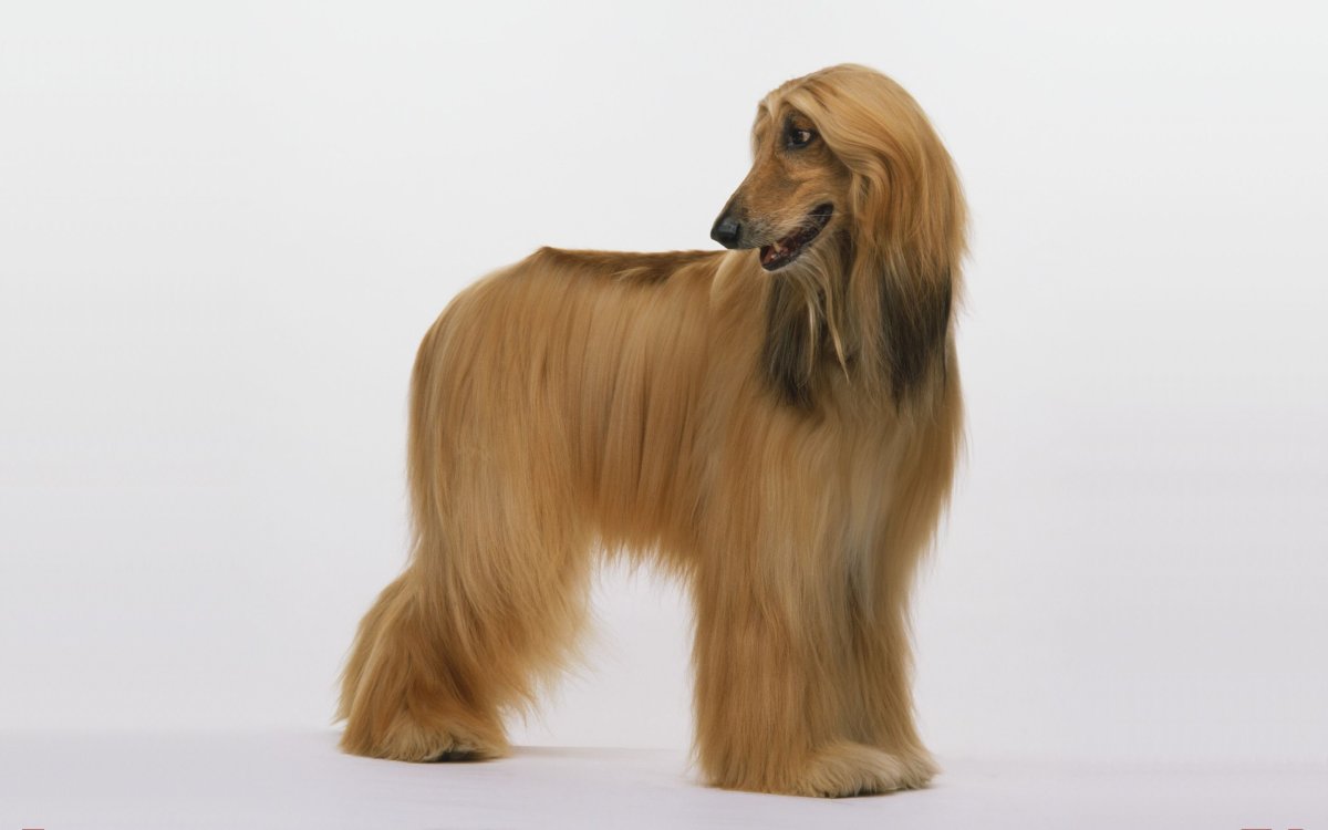 Афганская борзая щенок