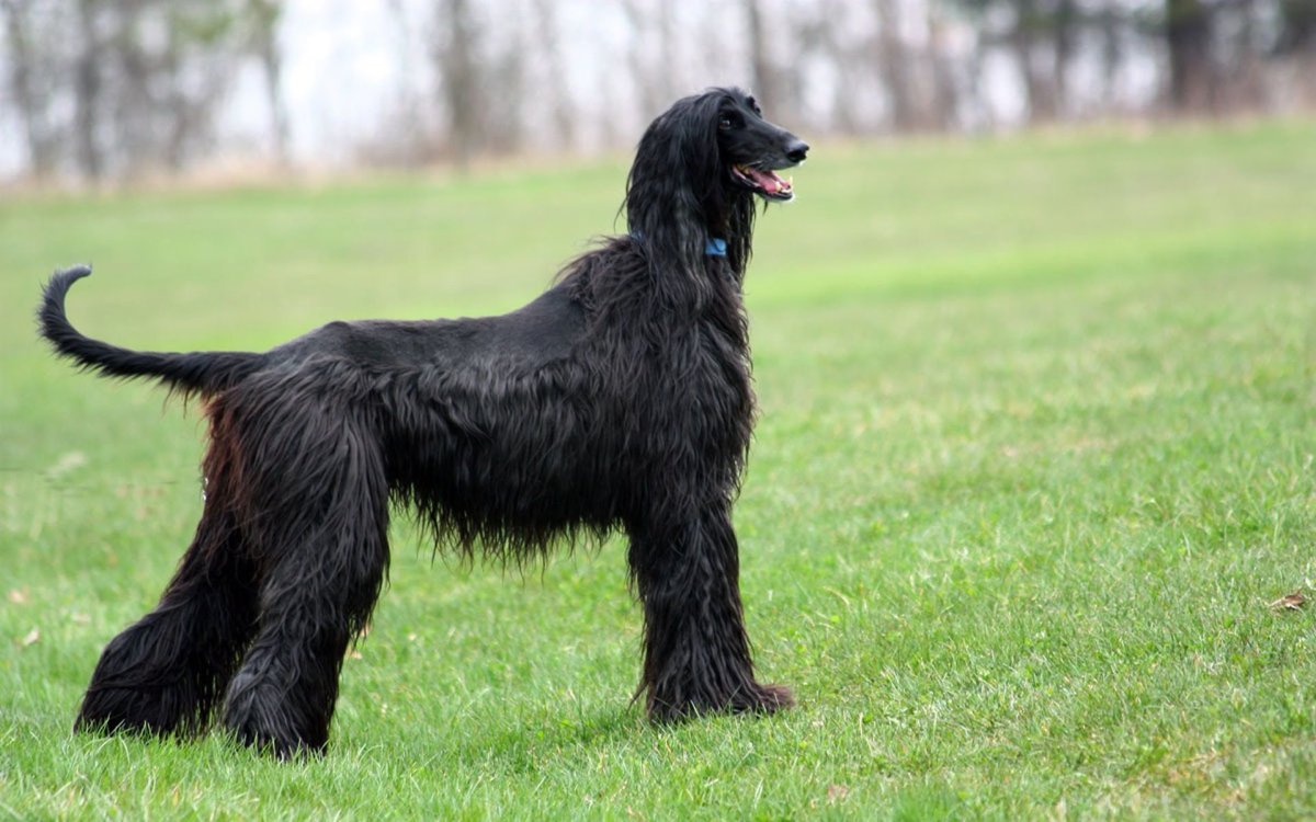 Афганская борзая / Afghan Hound