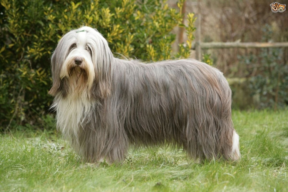 Bearded Collie порода собак