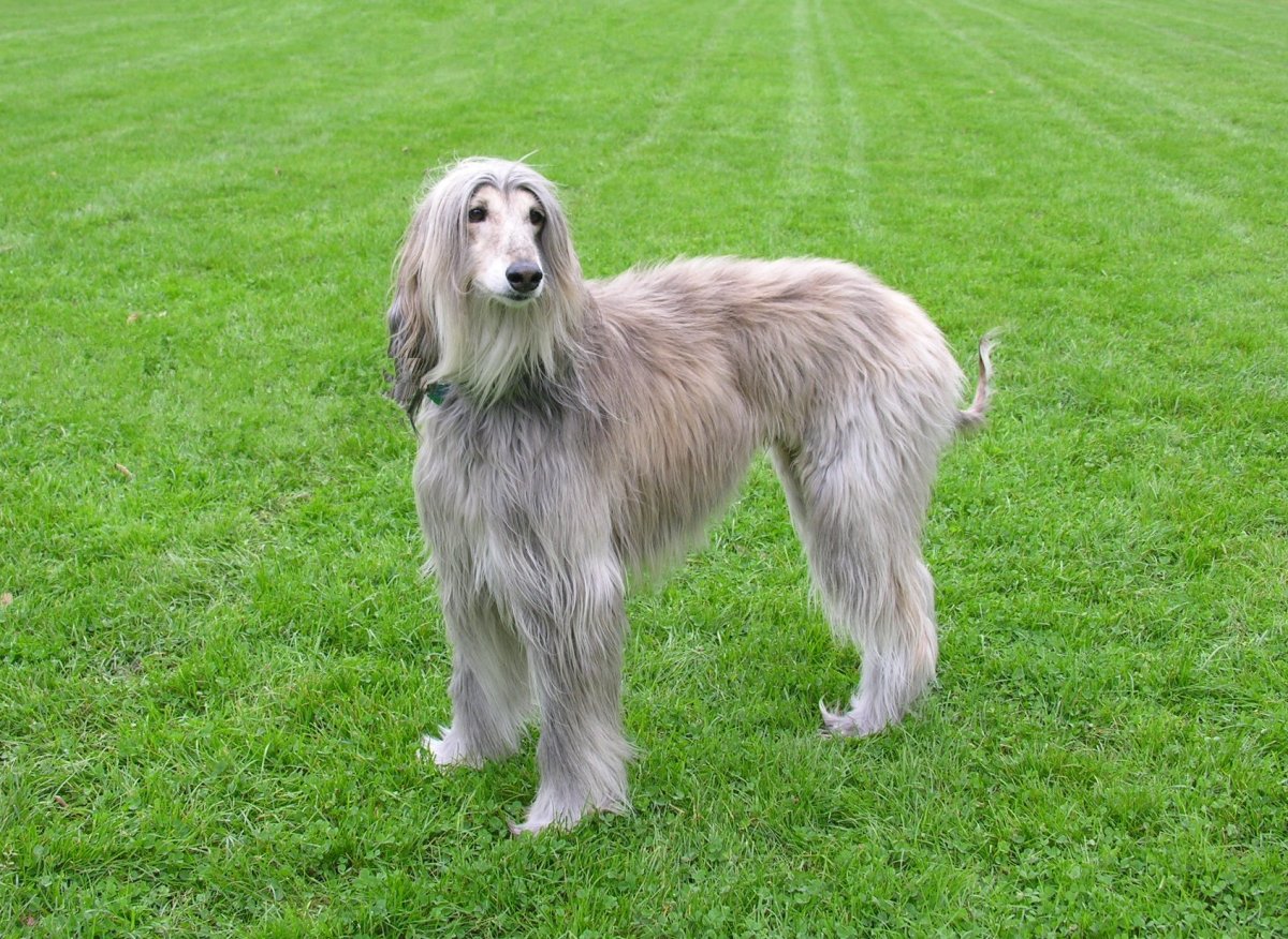 Борзая порода собак Афган Афганская