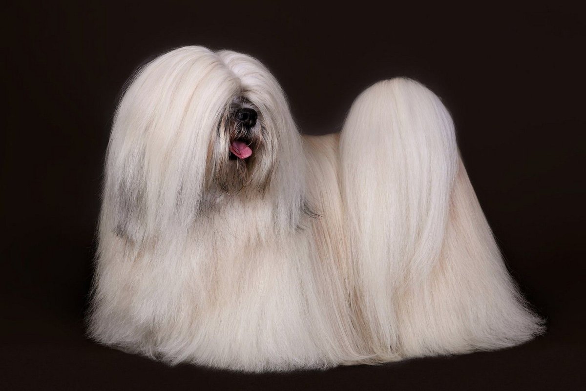 Тибетские собаки Лхаса Апсо