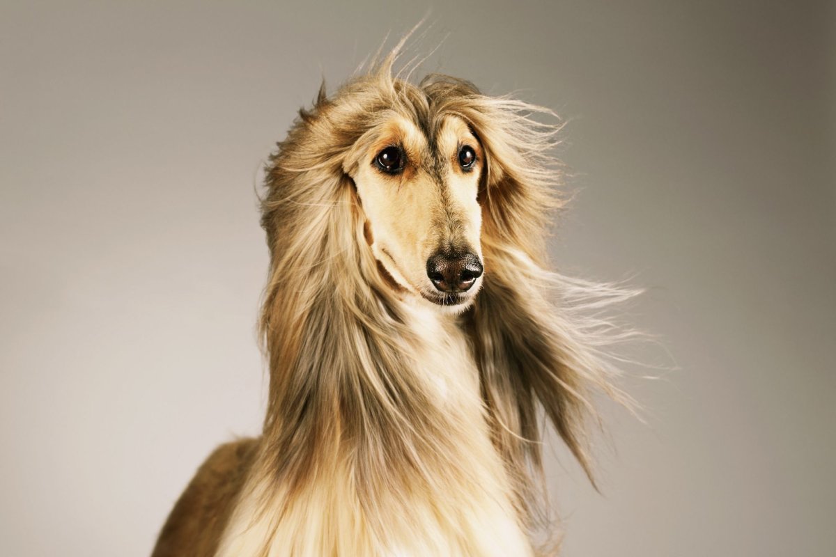 Афганская борзая / Afghan Hound