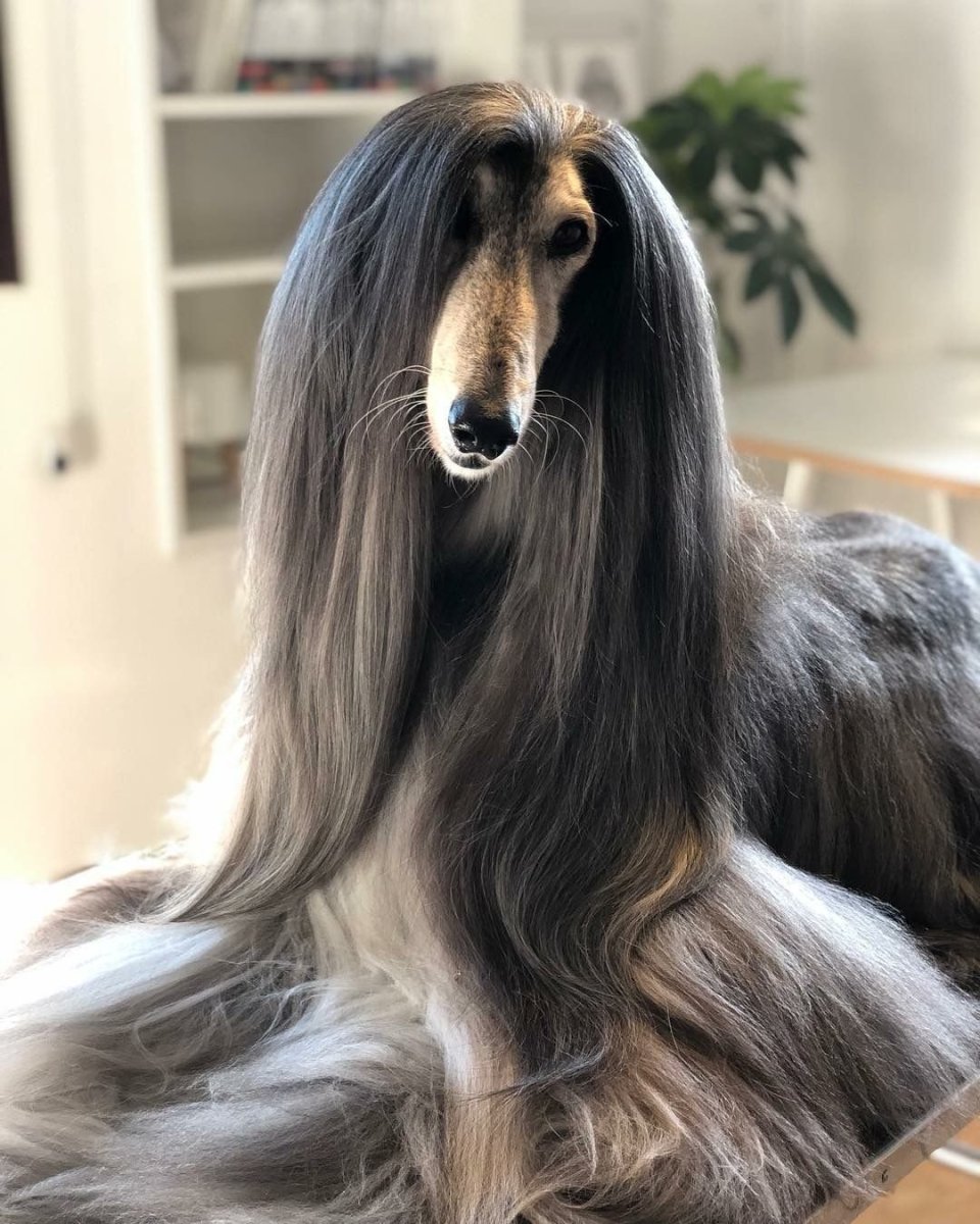 Афганская борзая гончая