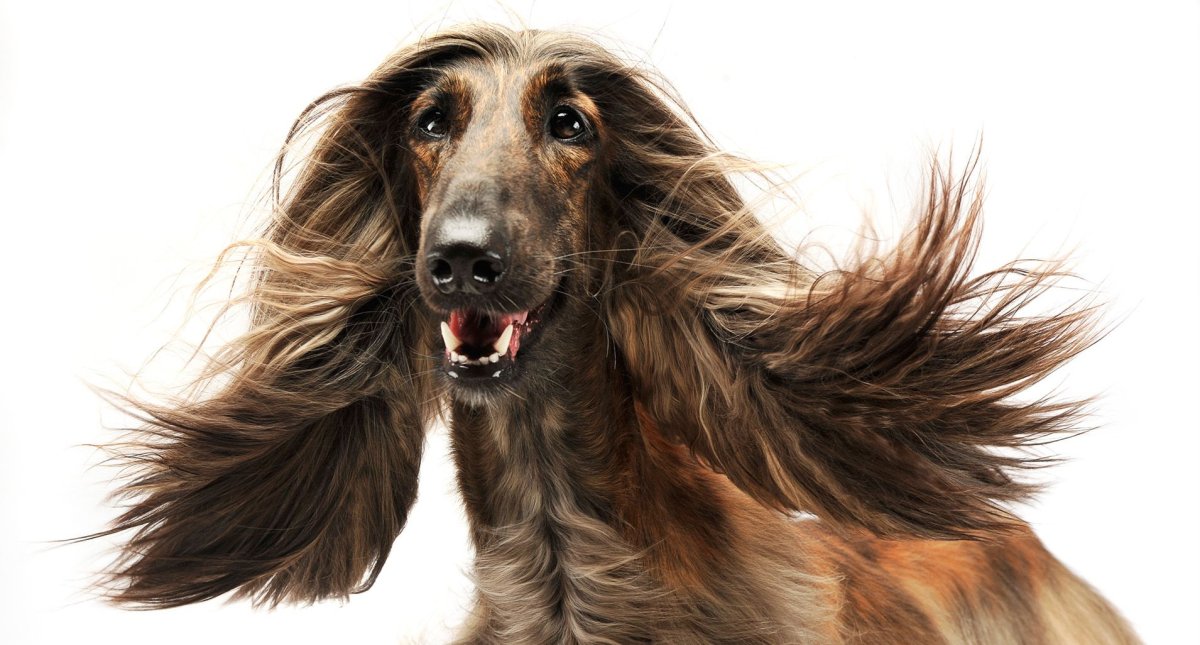 Афганская борзая голубая