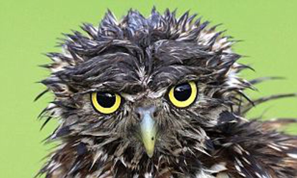 Взъерошенная птица