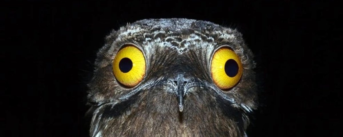 Исполинский козодой